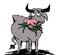 cow